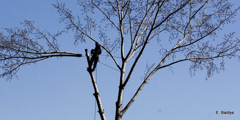 Wycinka przy Naszym Lesznie (kilka zdjęć)