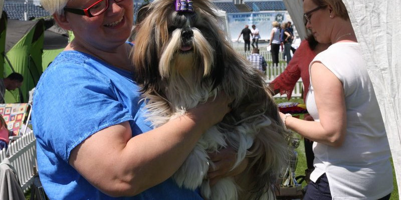 Psie piękności na stadionie (zdjęcia)