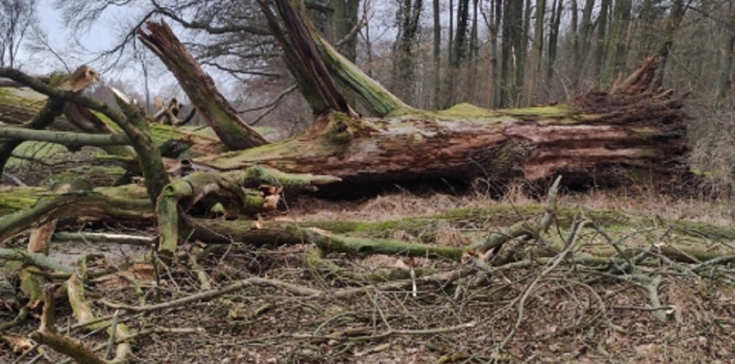Ponad 300-letni dąb nie oparł się  wichurze. Był pomnikiem przyrody (zdjęcia)
