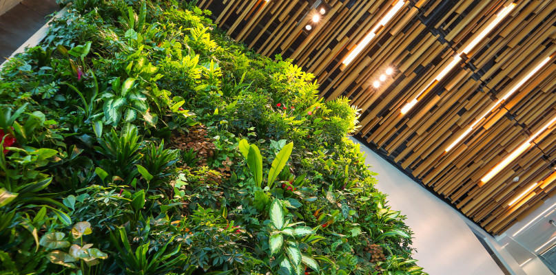 Rośliny na zieloną ścianę – na jakie się zdecydować?
