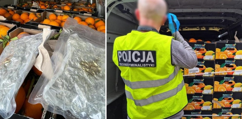 Marihuana w pomarańczach. Za ponad milion złotych! (zdjęcia) 