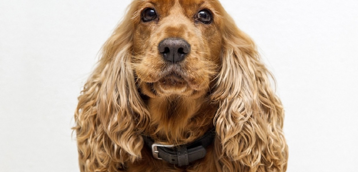 Wystawy Psów Rasowych w Rydzynie. Dwa dni, niemal 3 tysiące czworonogów 