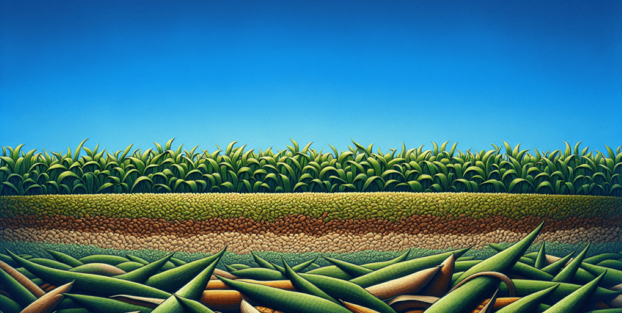 Sianokiszonka czy kiszonka z kukurydzy: Porównanie i zastosowanie