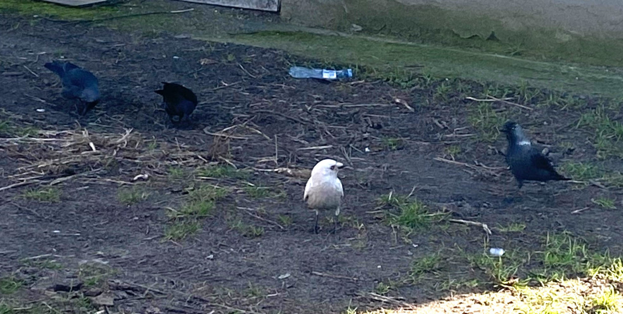 Ornitologiczny biały kruk na osiedlu w Lesznie (film)
