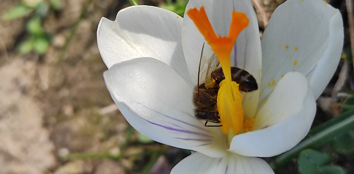 Jak wykonać poidełka dla pszczół? Jest prosty i szybki sposób  