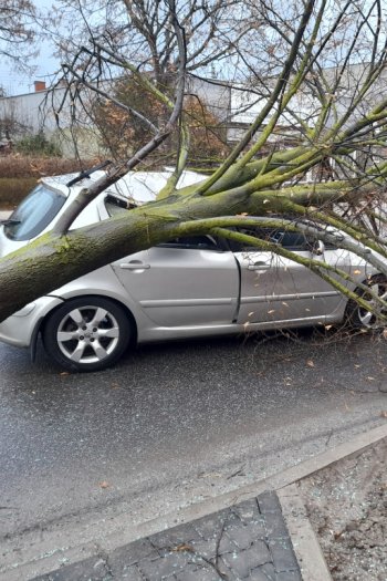 Drzewo przewróciło się na samochód-6431