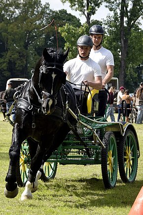 Zawody w Powożeniu w Wilkowicach 2025-10627