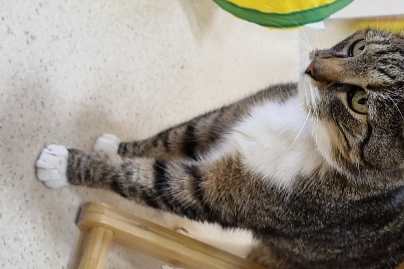 Złoty Strych Koci Hotel w Lesznie