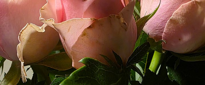 leszno24.pl na Facebooku