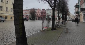 Drzewo na Rynku w Lesznie zostało zaatakowane, będzie wycięte (zdjęcia) -57201