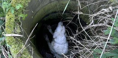 Pies wpadł do studni. Był na spacerze z właścicielką (zdjęcia)-65322