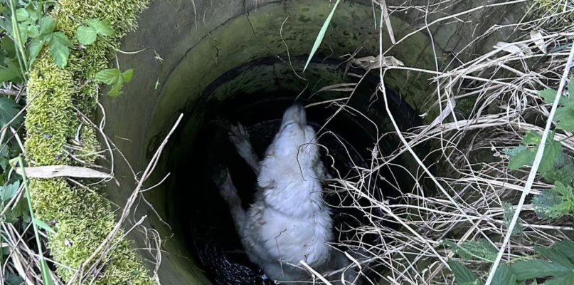 Pies wpadł do studni. Był na spacerze z właścicielką (zdjęcia) - 65322
