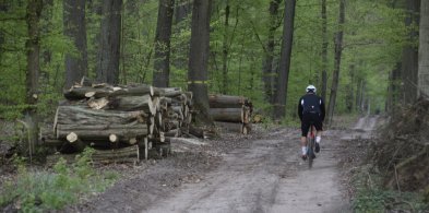 Wycinki drzew w lasach wokół Leszna. Jak tłumaczą je leśnicy? (zdjęcia)-65461