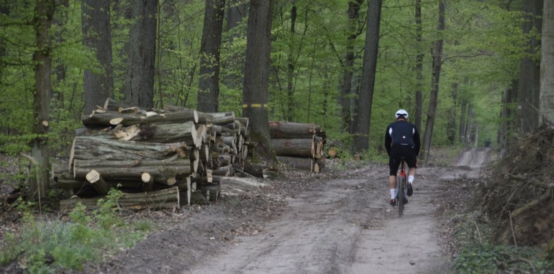 Wycinki drzew w lasach wokół Leszna. Jak tłumaczą je leśnicy? (zdjęcia) - 65461