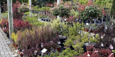 Tysiące odmian roślin w Centrum Ogrodniczym w Święciechowie  (zdjęcia)-65617