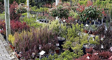 Tysiące odmian roślin w Centrum Ogrodniczym w Święciechowie  (zdjęcia)-65617