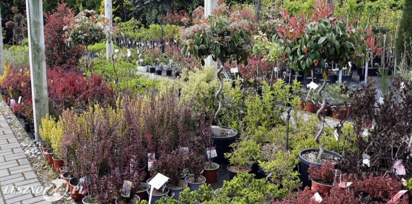 Tysiące odmian roślin w Centrum Ogrodniczym w Święciechowie  (zdjęcia) - 65617