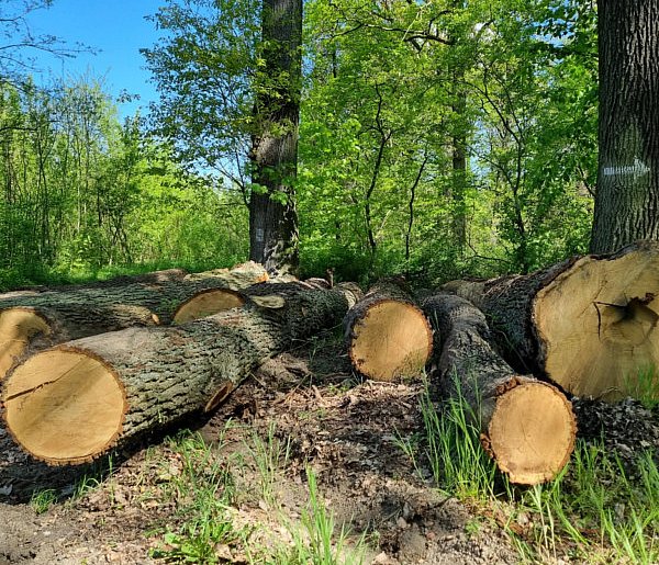 Ktoś w lesie wyraził swój stosunek do wycinki drzew (zdjęcia) -74892