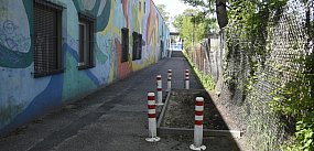 Samosiejka z płotkiem (zdjęcia)
