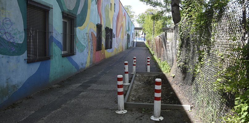 Kiedyś samosiejka, dziś drzewo sprawiające problemy (zdjęcia) - 75014