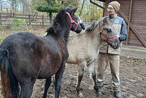 Poznajcie nowych mieszkańców Mini ZOO w Lesznie -75889