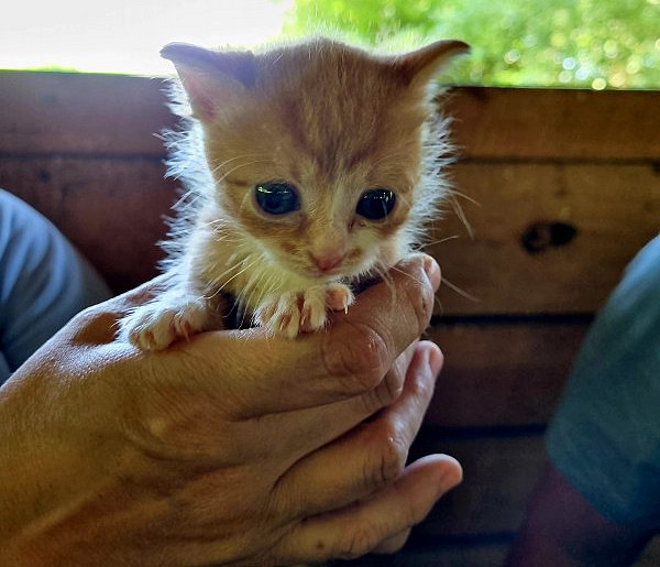 Zabrali adopciaki na spacer. Przy okazji pozbierali śmieci (zdjęcia, film)-76044