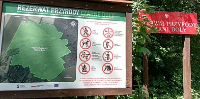 Co warto wiedzieć o lesie, drewnie i pracy leśników-76256