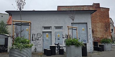 Uschły drzewka na Placu Powstańców w Lesznie (zdjęcia) -76683