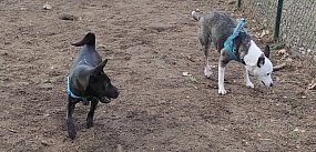 I Leszczyński Marsz Piesków. Każdy będzie...