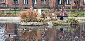 Czy łabędzie wrócą do parku na placu Kościuszki?