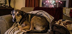 Boszkowskie Koty i Psy: 5 psów potrzebuje opieki