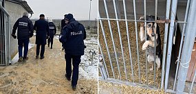 Kolejna kontrola w schronisku w Henrykowie (zdjęcia)