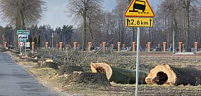 Wycinka drzew zakończona (zdjęcia)