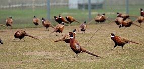 Obostrzenia dotkną także powiat leszczyński