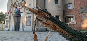 Konar dębu nie oparł się wiatrowi (zdjęcia)