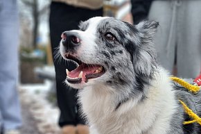 I Leszczyński Marsz Piesków-11625