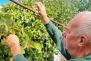 Działkowcy są zgodni: przez zmiany klimatu przyroda głupieje (zdjęcia)-78957