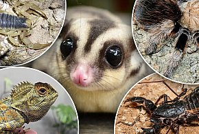 Egzotyczne zwierzęta z całego świata można będzie obejrzeć w Lesznie-79674