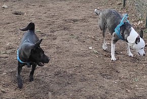 I Leszczyński Marsz Piesków. Każdy będzie mile widziany-80444