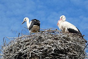 Bociany z Czerwonej Wsi i Pawłowic już są w Afryce. Ich loty są hitami w sieci-81162