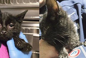 Czarny kot sam przyszedł do policjantki z Osiecznej. Dobrze trafił-81150