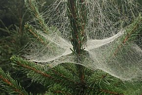 Kupujesz żywą choinkę na święta? Ten szczegół łatwo przeoczyć-81338