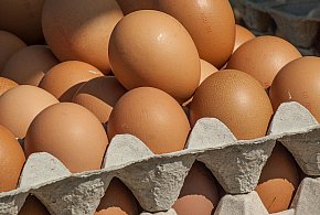 Salmonella wykryta w jajach! GIS wydał pilne ostrzeżenie-81465