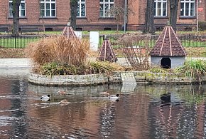 Czy łabędzie wrócą do parku na placu Kościuszki w Lesznie?-81724