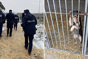Kolejna kontrola w schronisku dla zwierząt w Henrykowie. Co się dzieje? (zdjęcia)