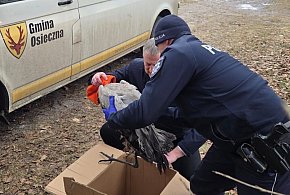 Dzielnicowi uratowali żurawia. Leżał na zamarzniętym jeziorze (zdjęcia)