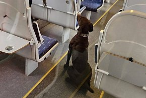 Policyjne psy szukały narkotyków i ładunków wybuchowych w Polregio (zdjęcia)