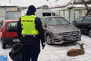 Ranna sarna leżała na poboczu drogi (zdjęcia)