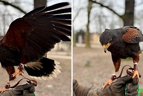 W parku Kościuszki w Lesznie pojawiły się dwa drapieżne ptaki