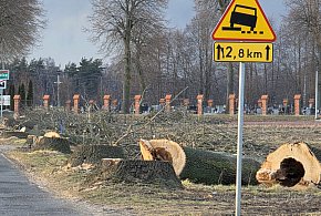 Wycinka zakończona. Pod piłę trafiło ponad 300 drzew (zdjęcia)